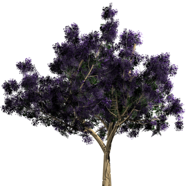 Jacaranda.png Photo by SafireRose36 | Photobucket